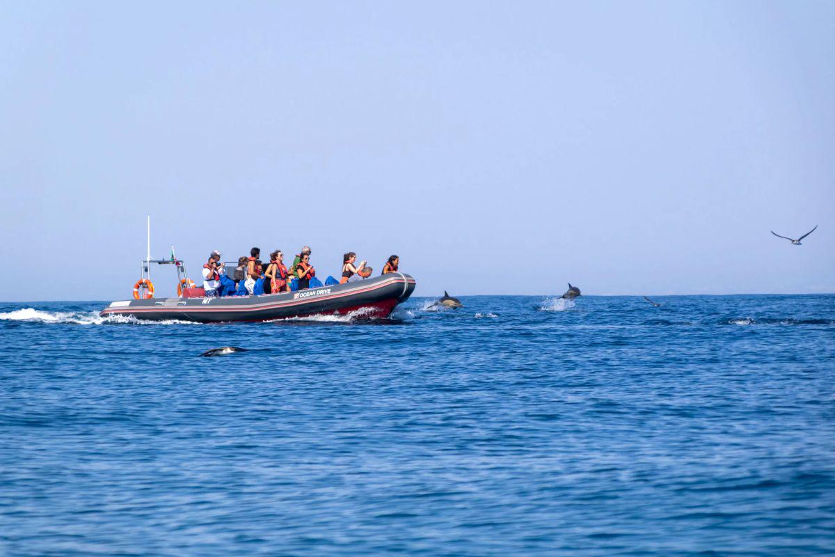 Golfinhos e Cavernas - Barco Rib - Photo 7