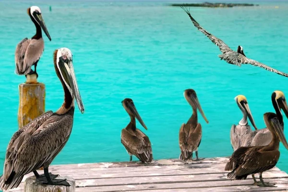 Combined Tour: Chichen Itza and Catamaran to Isla Mujeres with Lunch Included - Photo 7