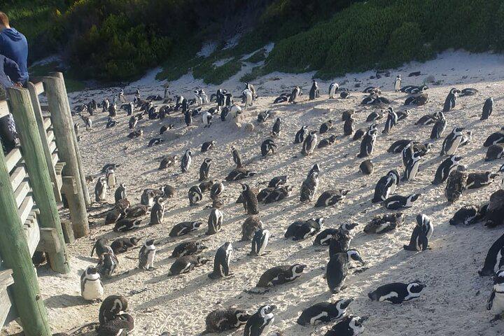 Table Mountain, Penguins, and Cape Point Small Group Tour - Photo 4