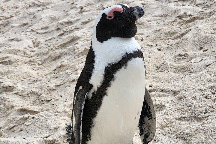 Table Mountain, Penguins, and Cape Point Small Group Tour - Photo 11
