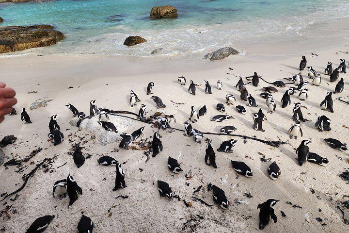 Table Mountain, Penguins, and Cape Point Small Group Tour - Photo 12