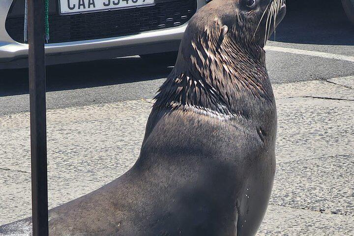 Table Mountain, Penguins, and Cape Point Small Group Tour - Photo 32