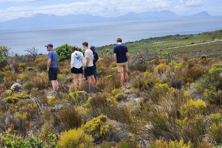 Table Mountain, Penguins, and Cape Point Small Group Tour - Photo 34