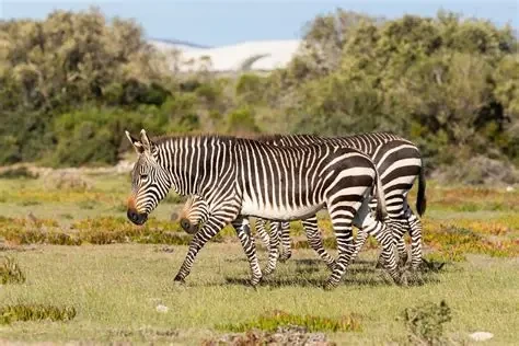 Magical Private Bike Tour - In Cape Town  - Photo 4