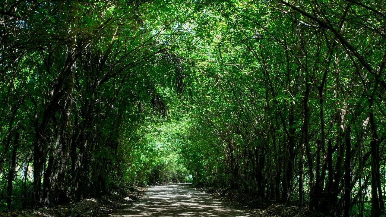 Maragogi: Discover the Brazilian Caribbean - Photo 2