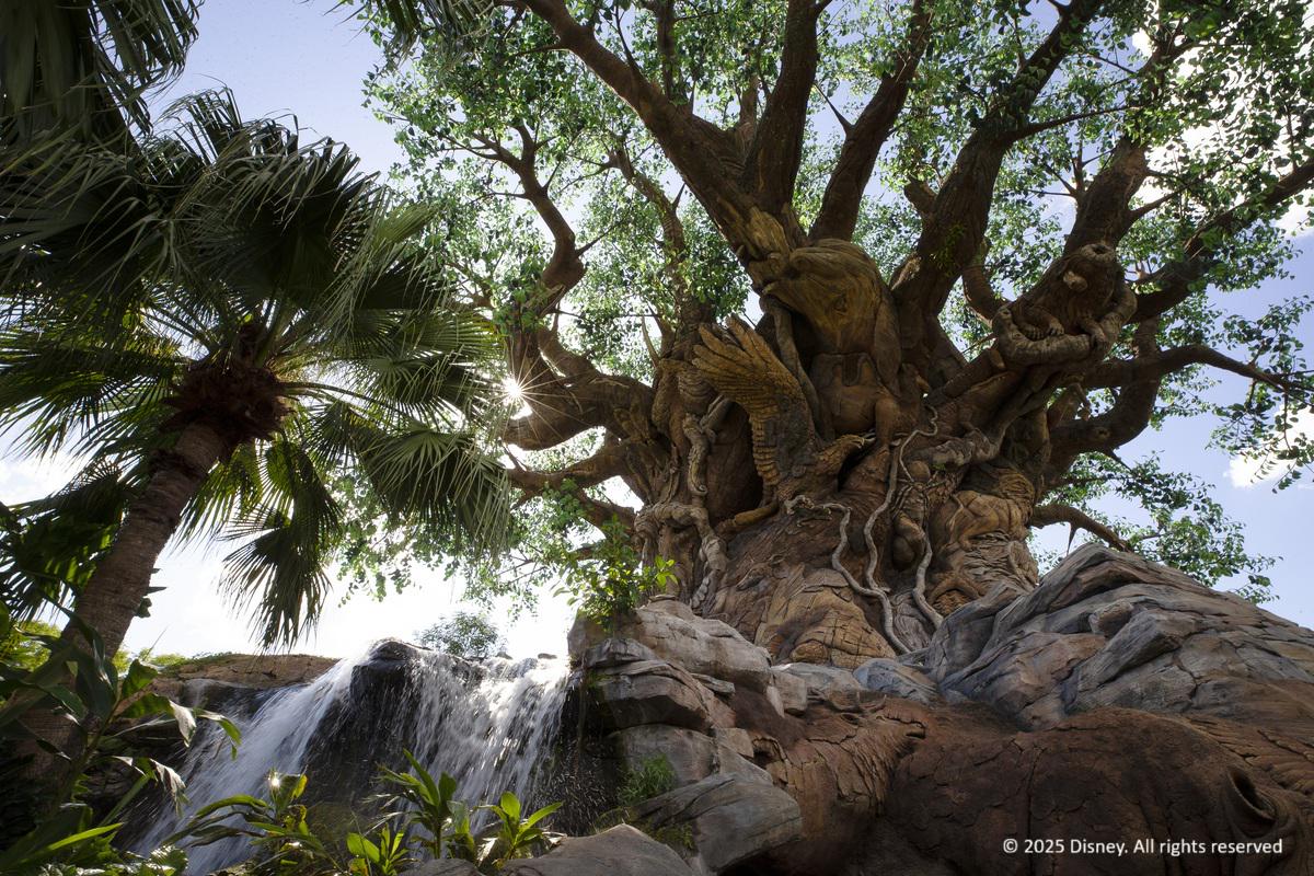 Ingresso Disney 4 dias - Photo 5