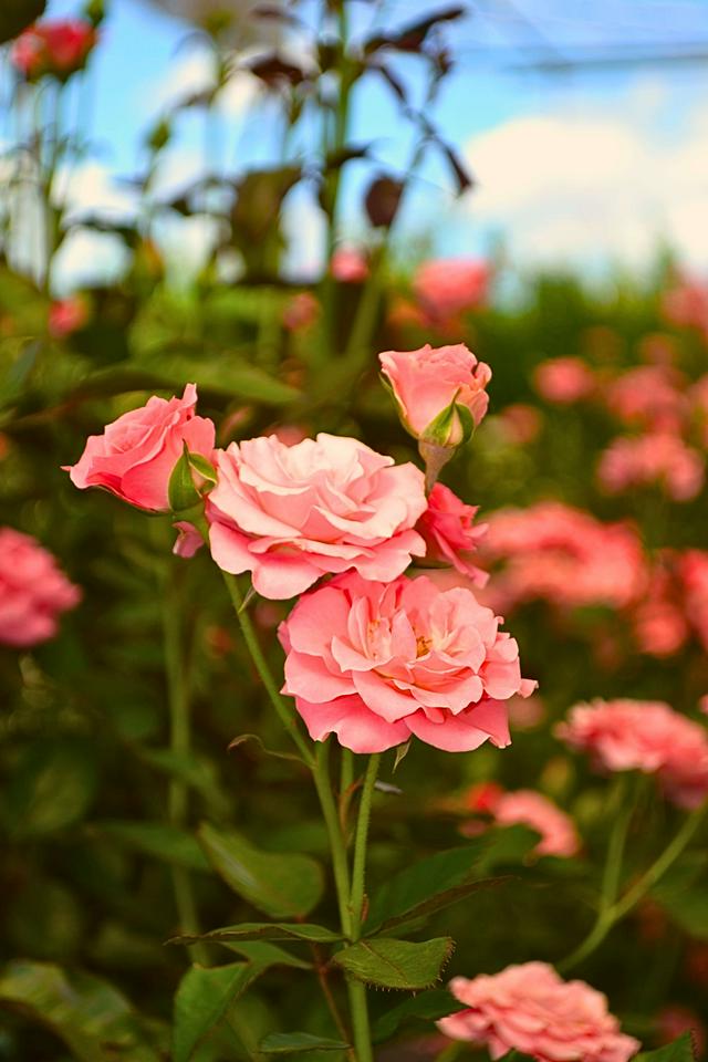Tour floral: ¡Recorrido por la ciudad de Holambra con visita a los jardines florales! - Photo 5
