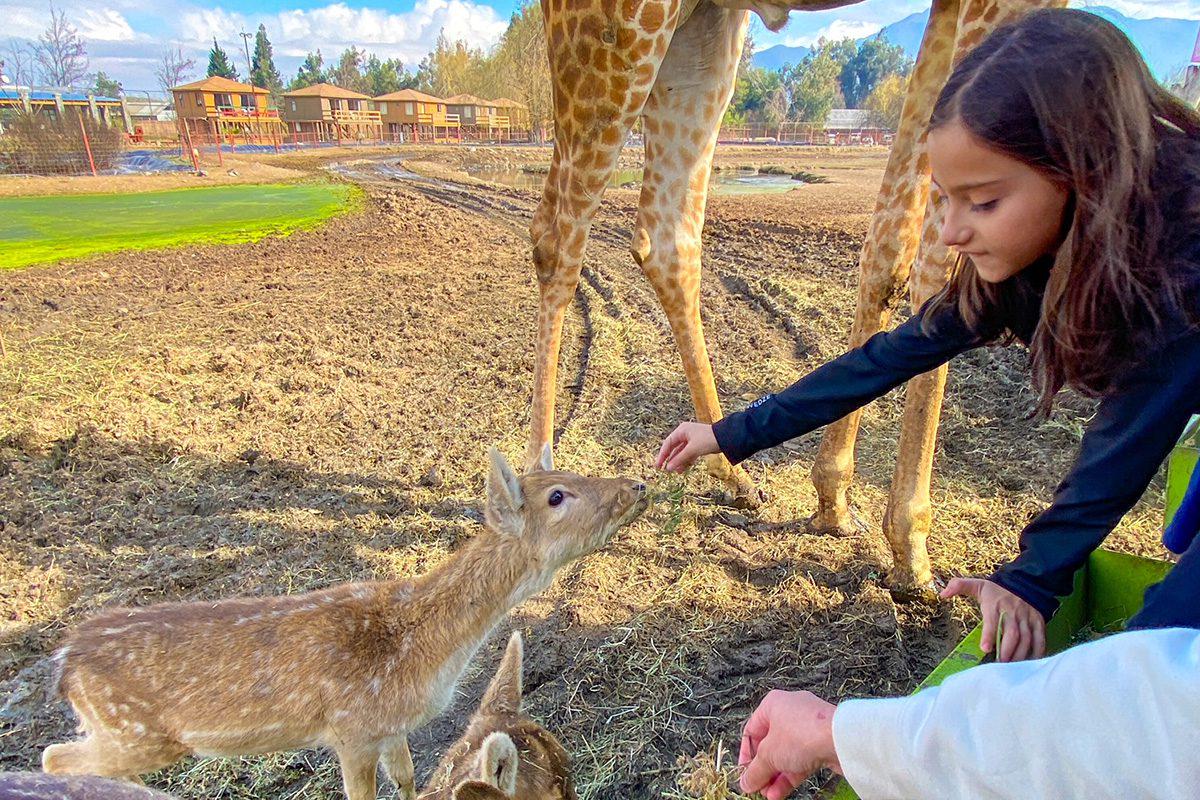 Rancagua Safari Zoo – Full-day tour. - Photo 2
