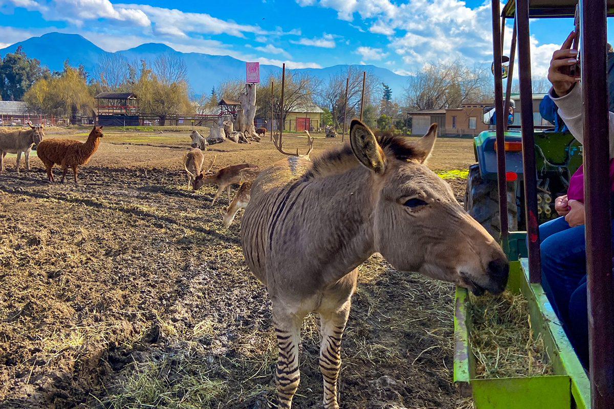 Rancagua Safari Zoo – Full-day tour. - Photo 3